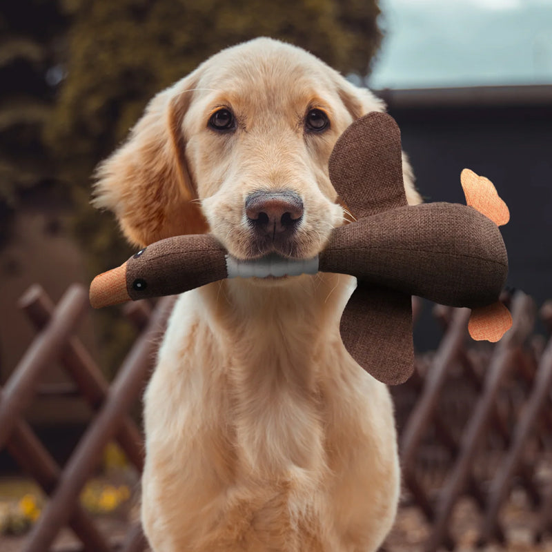 Golden retriever holding brown fabric duck dog toy in mouth outdoors natural lighting