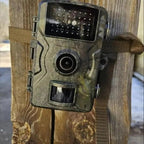 Split screen showing day and night vision wildlife footage quality comparison