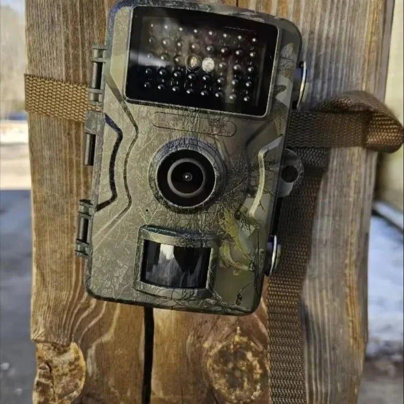 Split screen showing day and night vision wildlife footage quality comparison